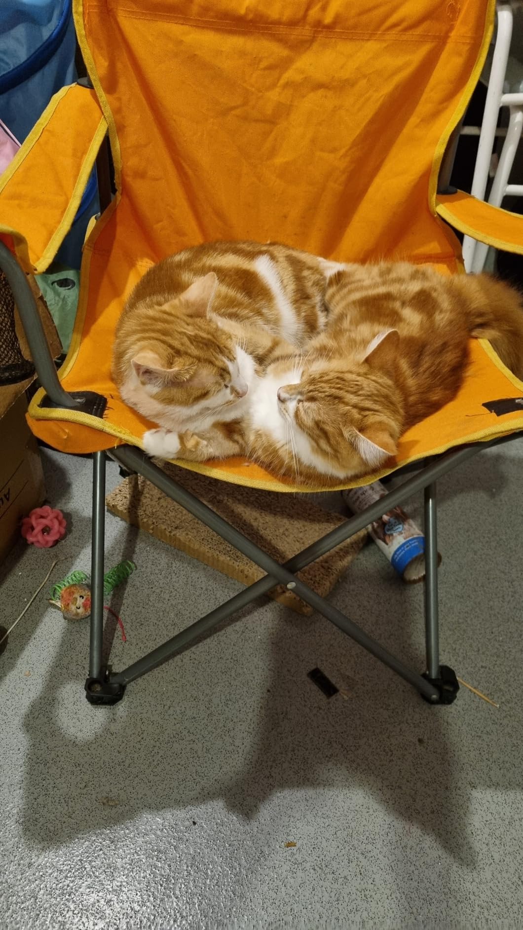 Mon chat en raffole