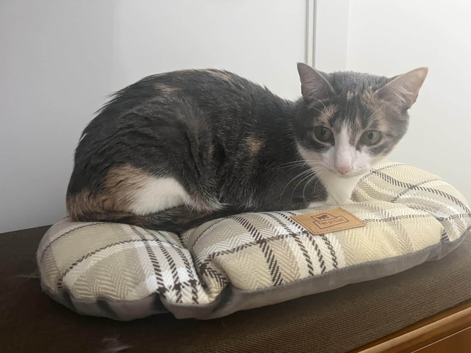 Mon chat ne le quitte plus