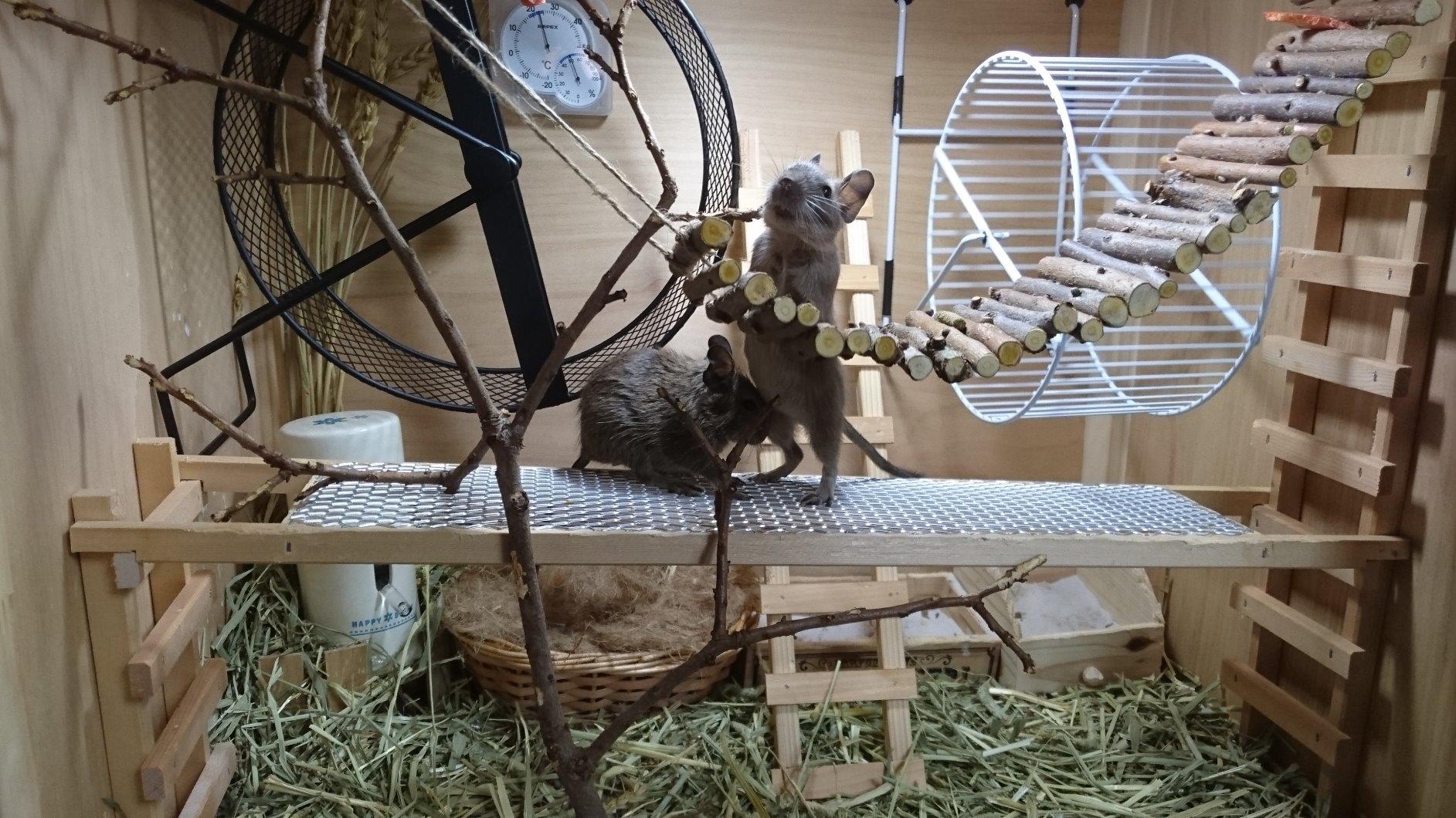 Mon hamster l'adore