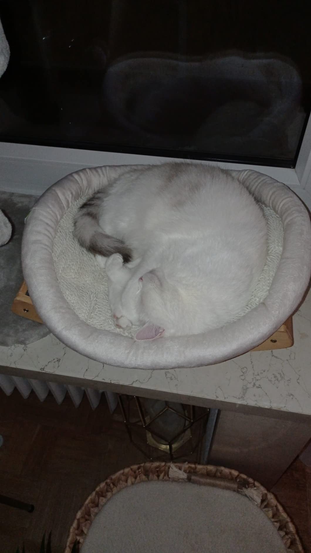 Adoptée direct par mon chat