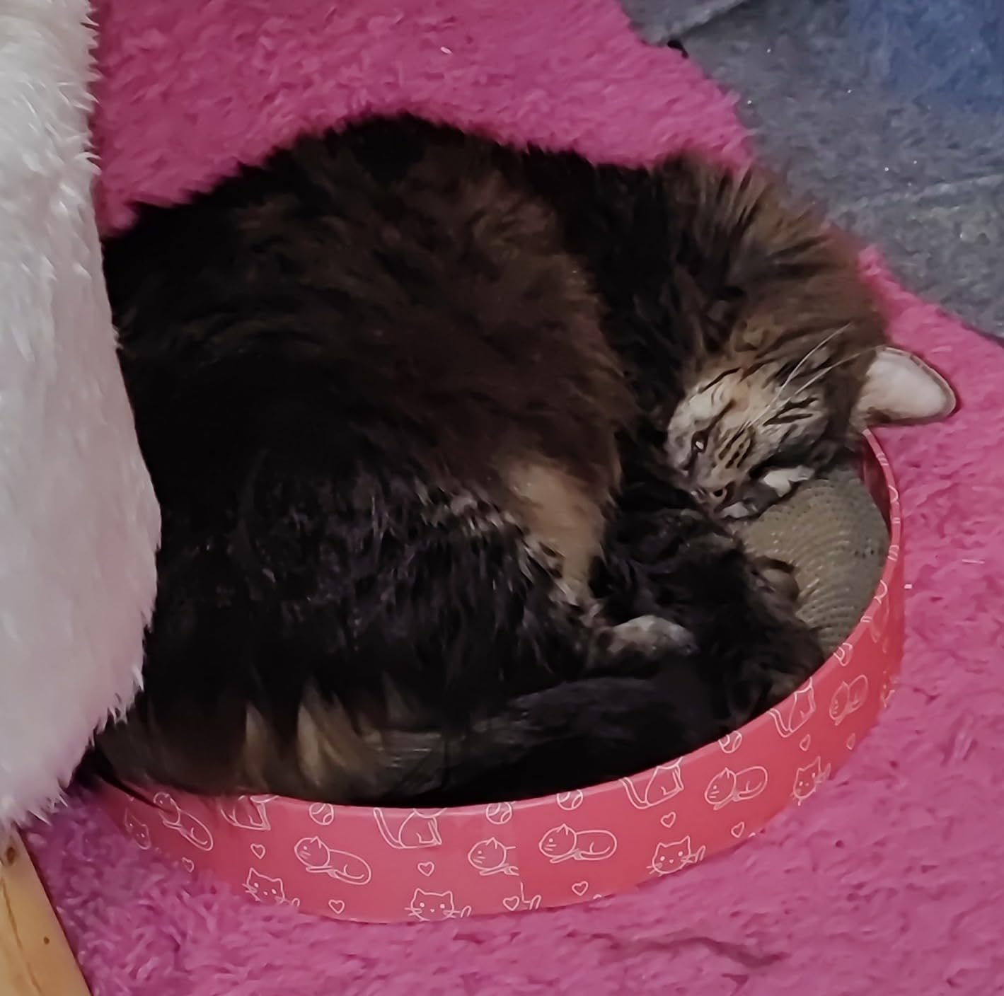 Ma chatte l'adore