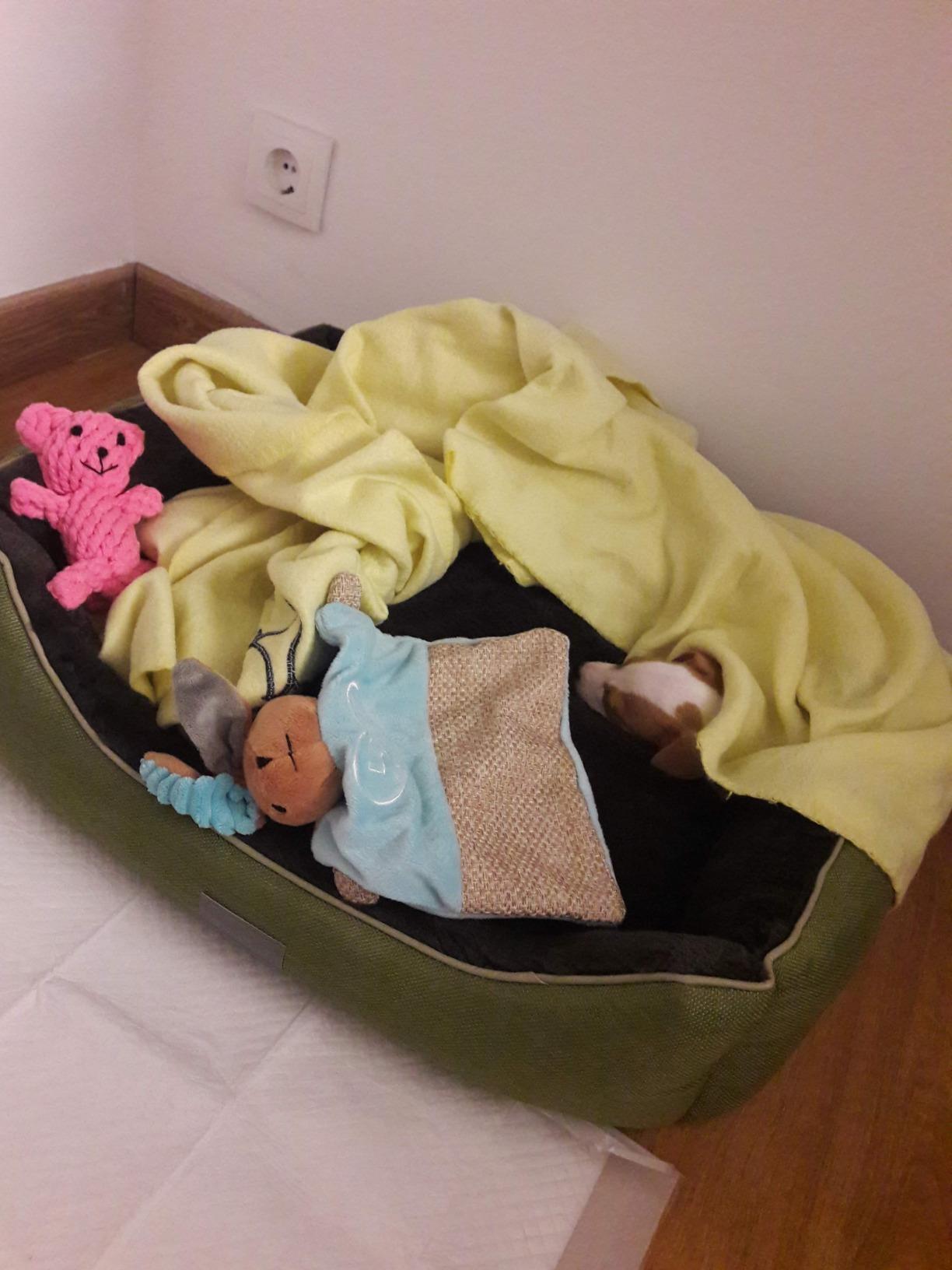 Adopté dès le premier soir