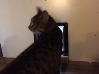 Pratique pour gros chat