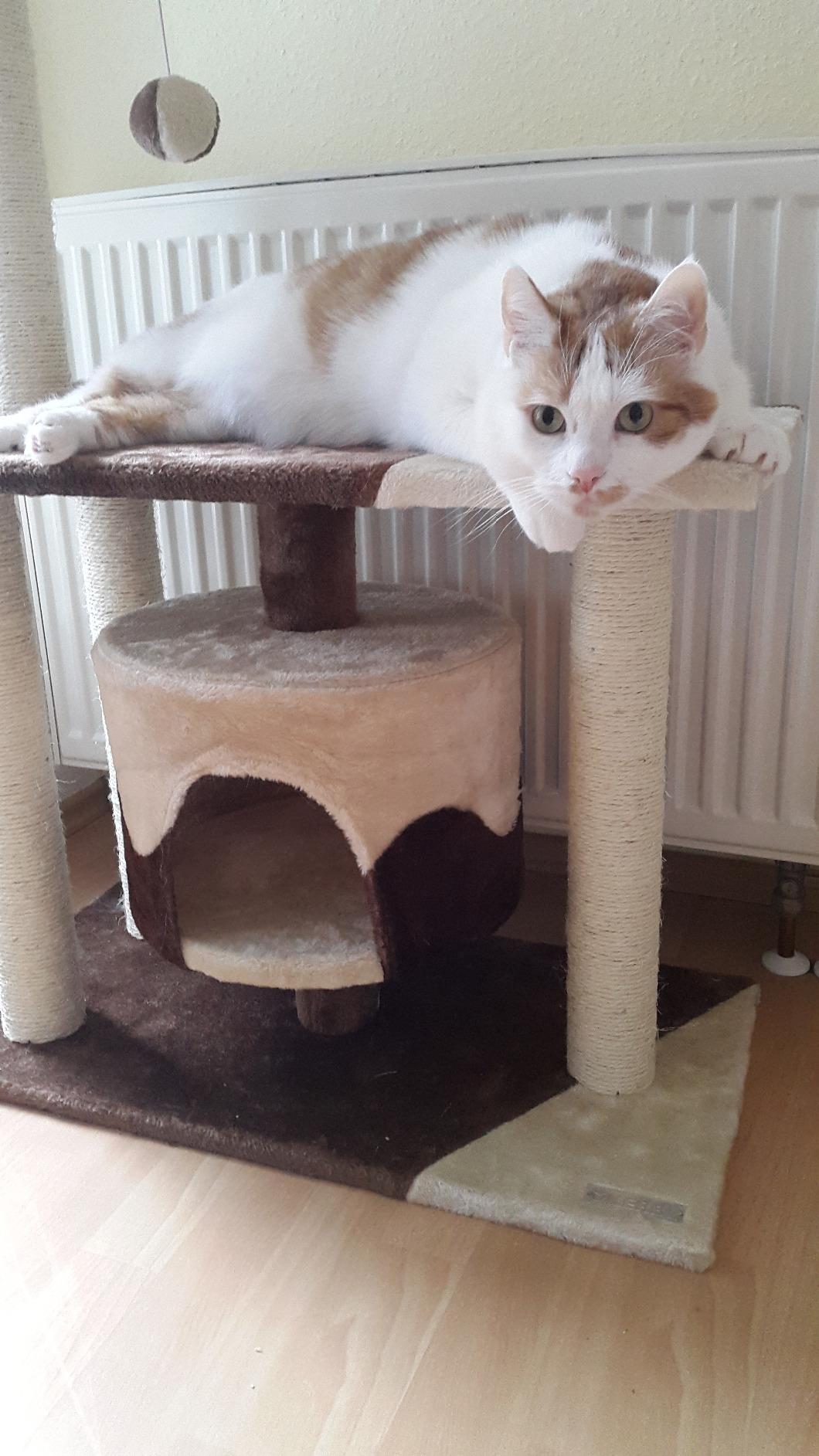 Mon papy chat revit