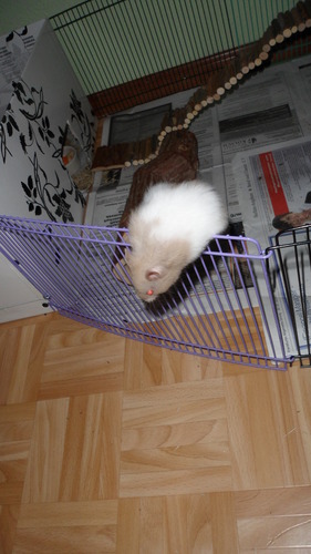 Correct mais bas pour souris vives