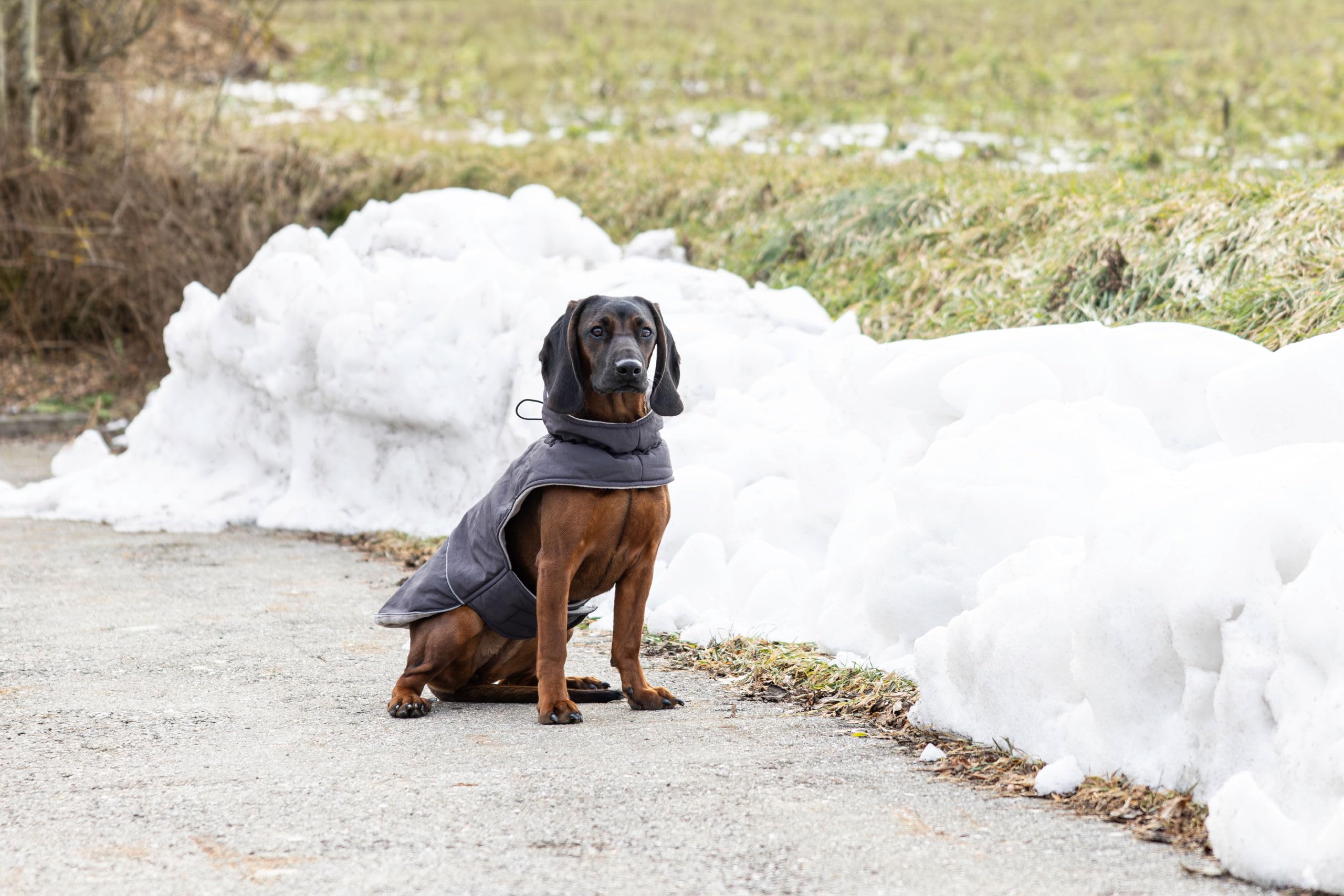 kerbl-pet-montr-al-manteau-imperm-able-pour-chien-taille-s-gris-35-cm-polyester image 3