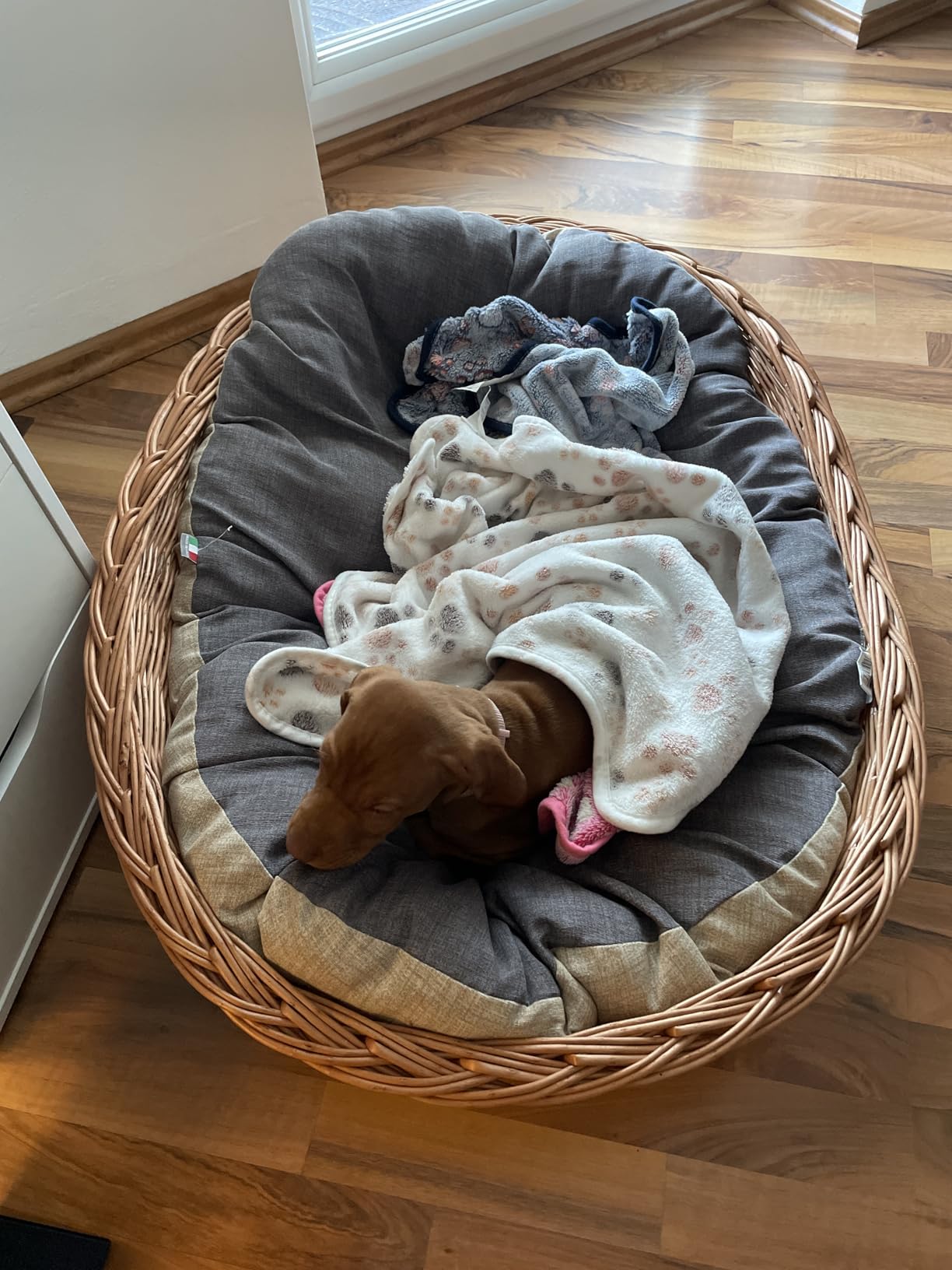 Adopté !