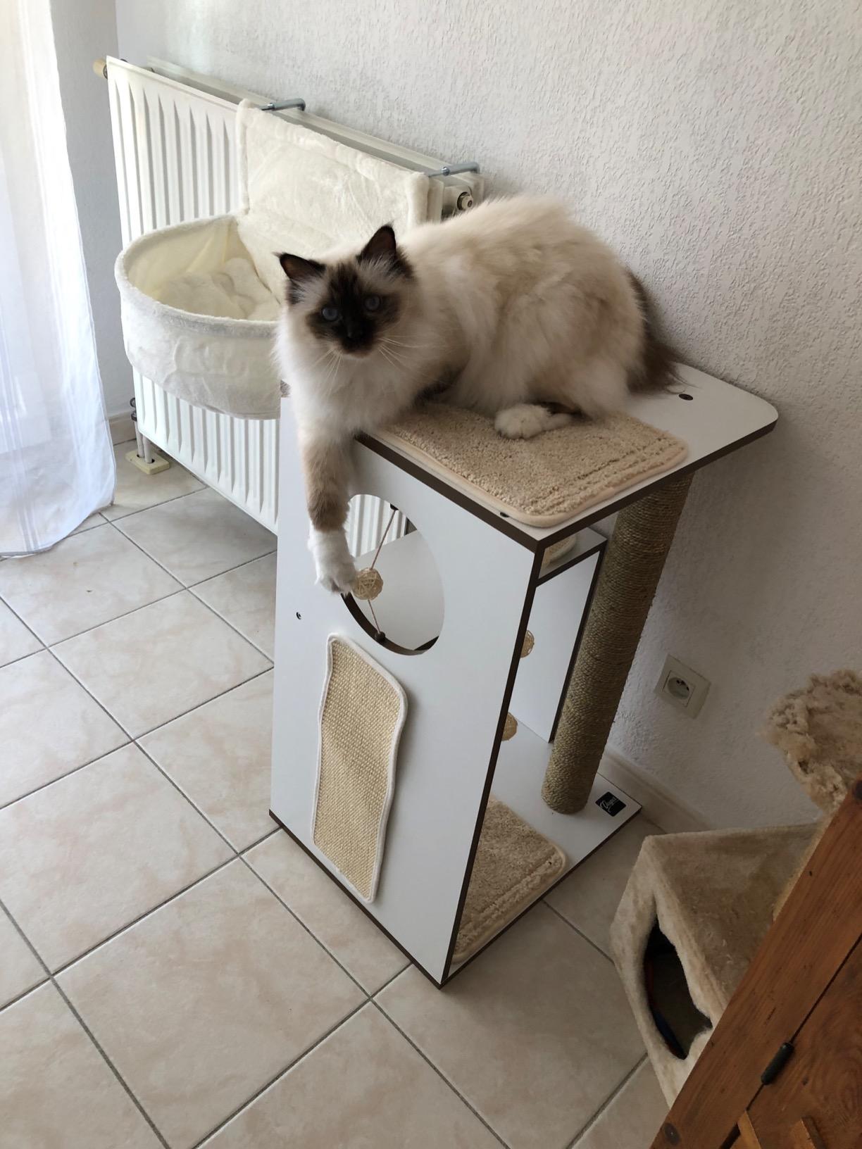 Joli mais pour petits chats