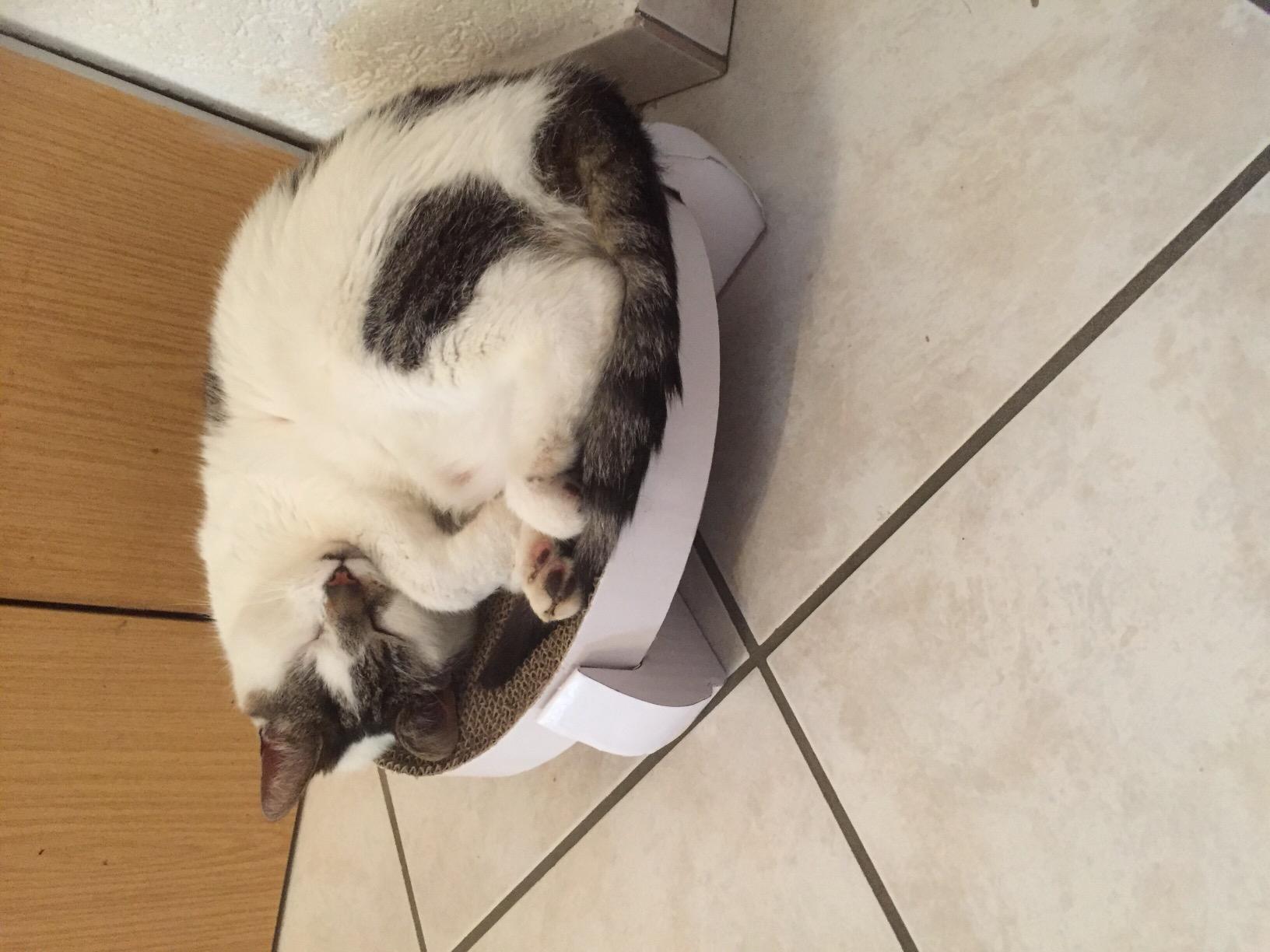 Mon vieux chat l'aime