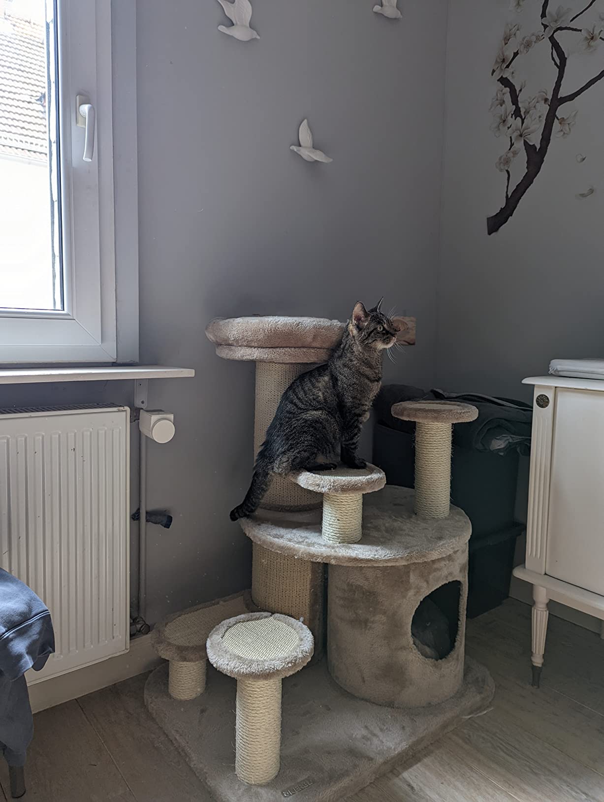 Idéal pour mon vieux matou